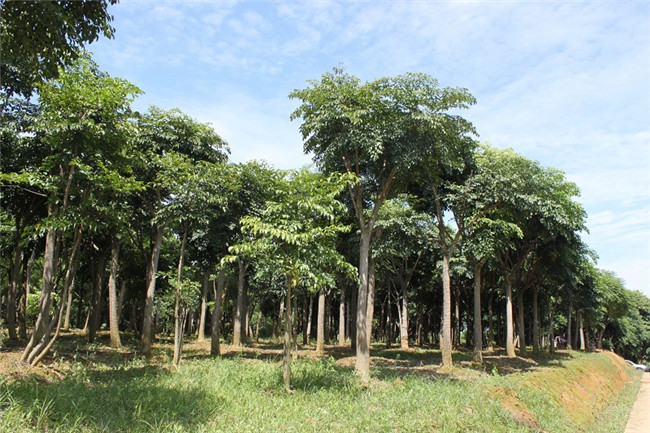 第三苗木基地（藍花楹生產(chǎn)）