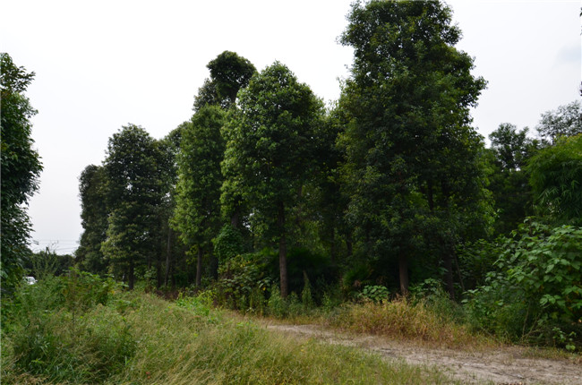 第四苗木基地（喬木周轉）