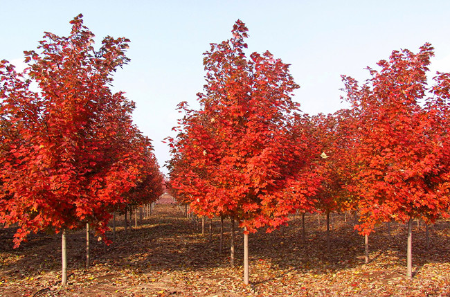 美國(guó)紅楓