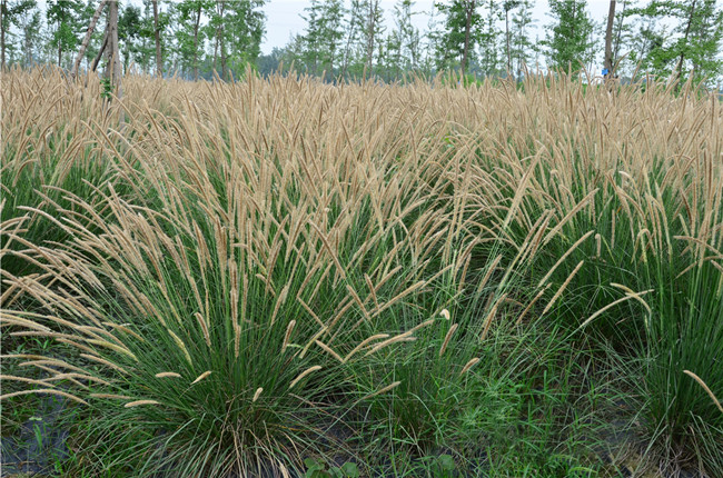 第七苗木基地（花鏡植物生產(chǎn)）