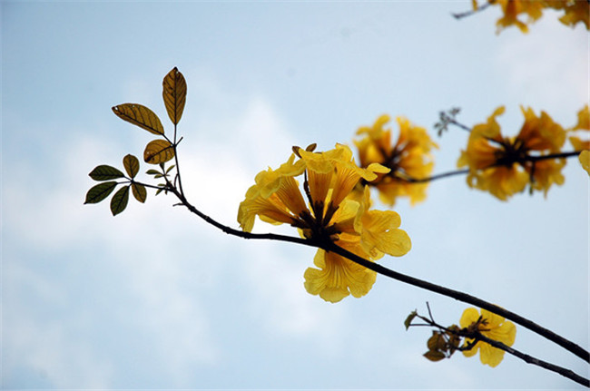 黃花風(fēng)鈴木